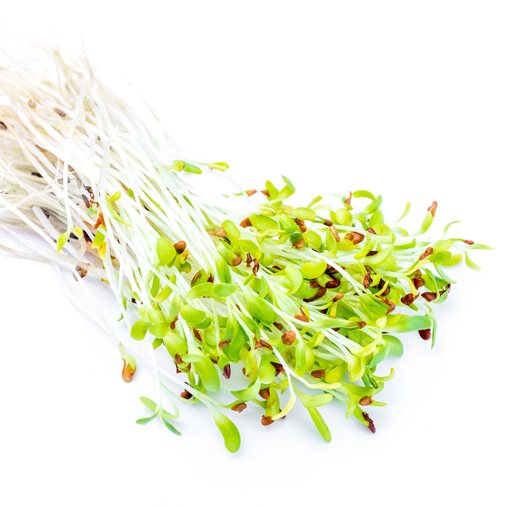 ALFALFA SPROUTS (by the Pound)