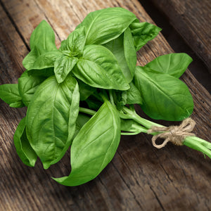 BASIL (by the container)
