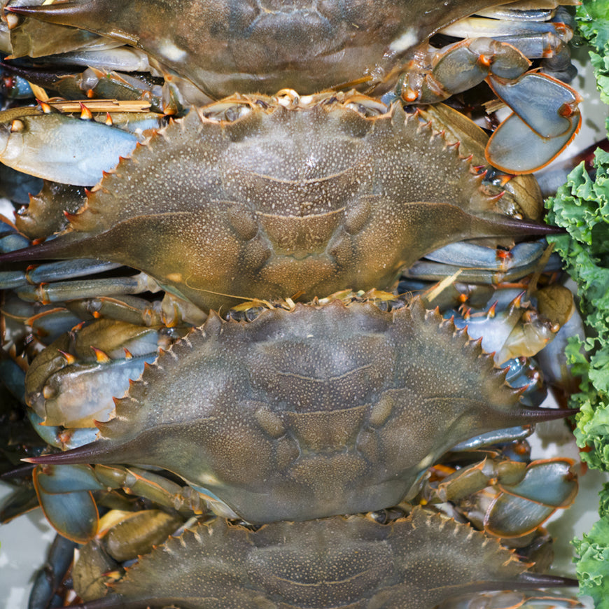 Soft Shell Crab Whole (Sold by the each)