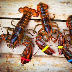Whole Fresh Maine Lobster